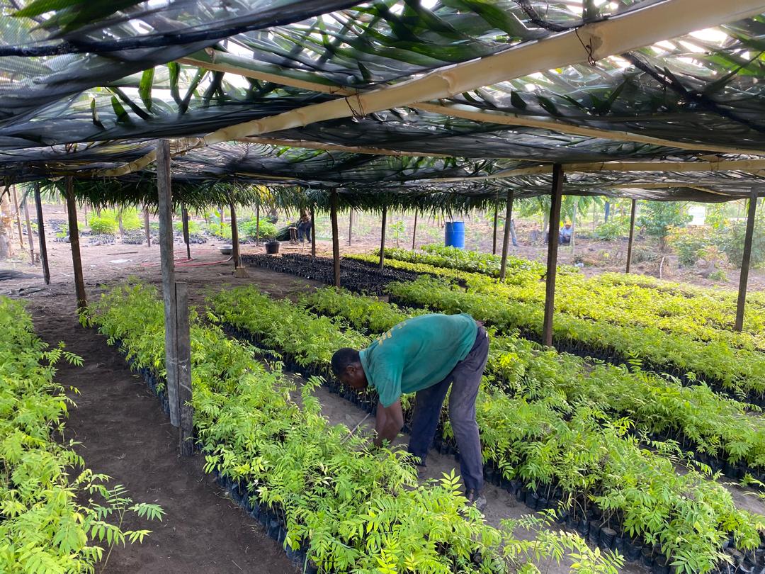Community Reforestation