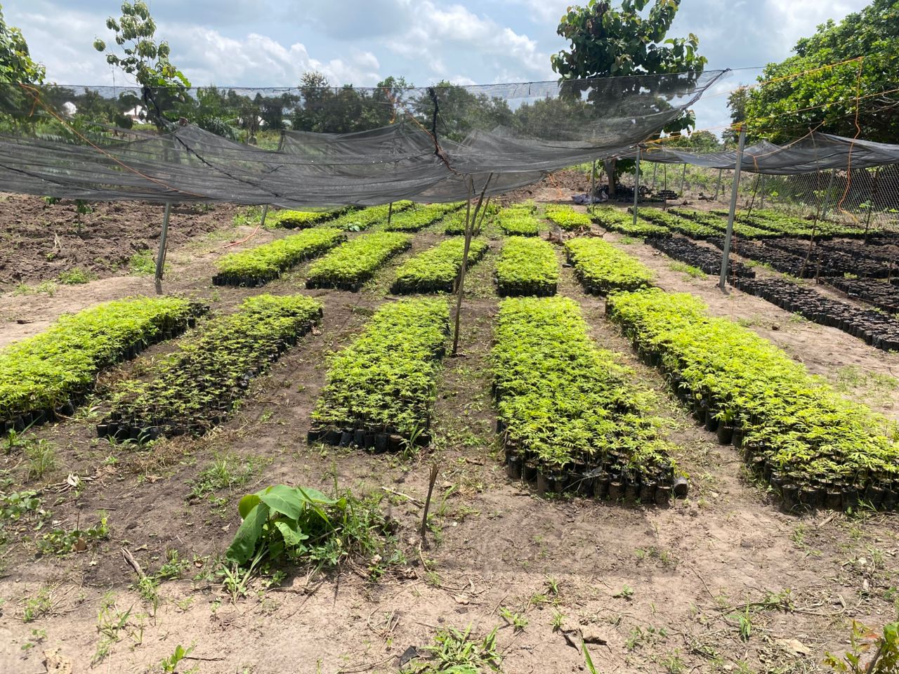 Systematic Seedling Beds, Bia margins