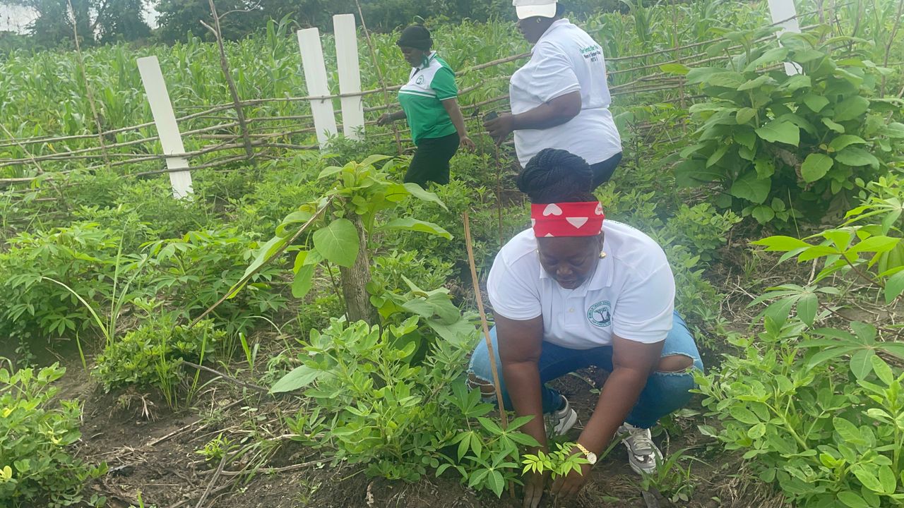 Women working in forest nursery